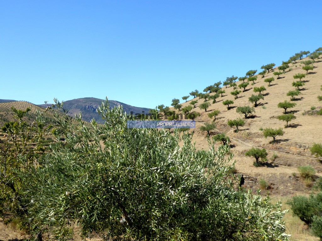 Farm