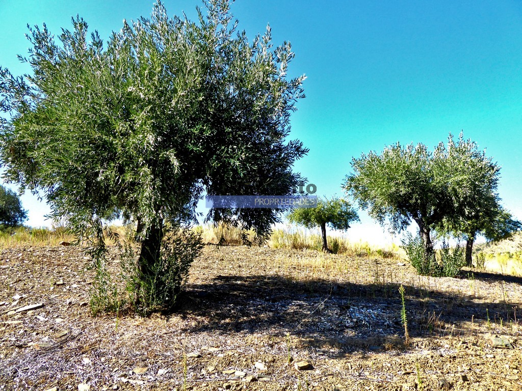 Farm
