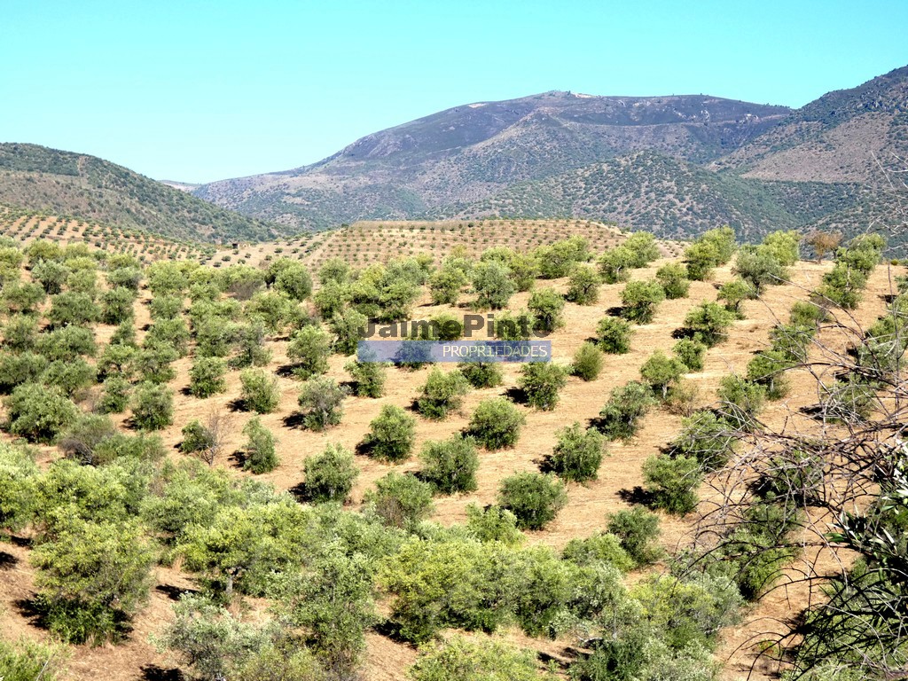 Farm