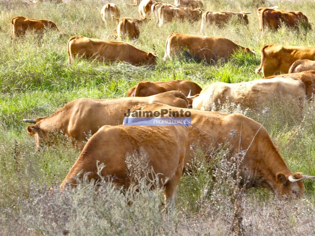 Farm