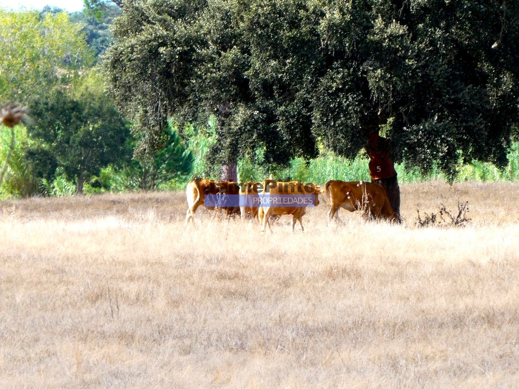Farm