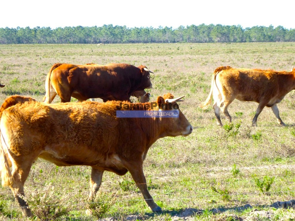 Farm
