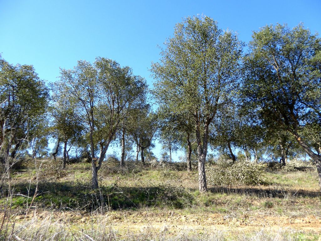 Farmstead