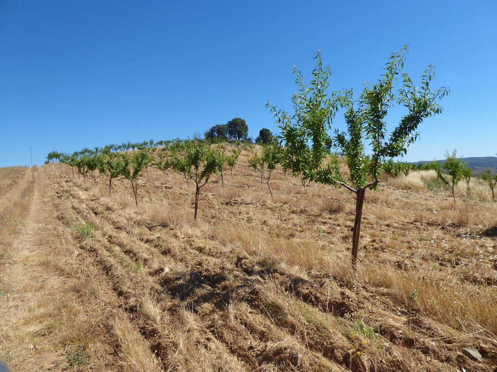 Farm
