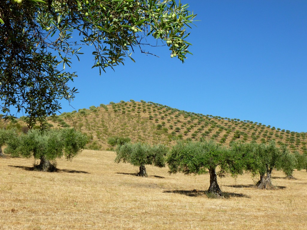 Farm