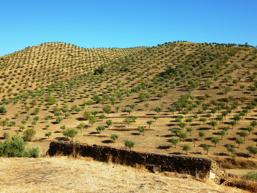 Farm