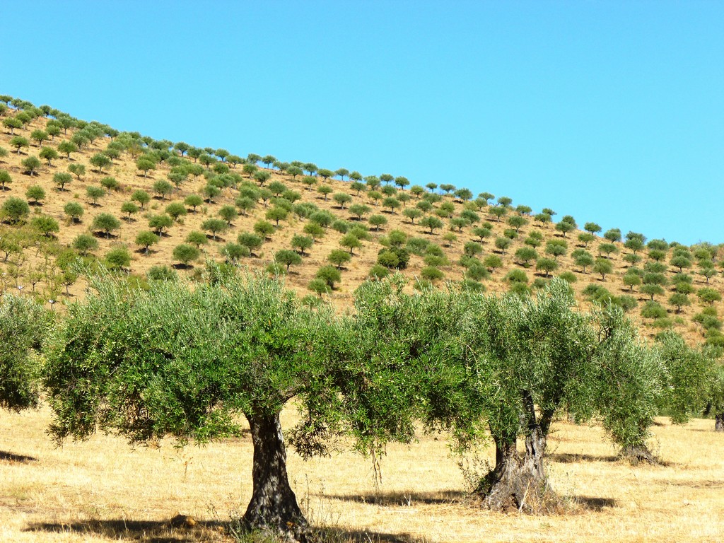 Farm