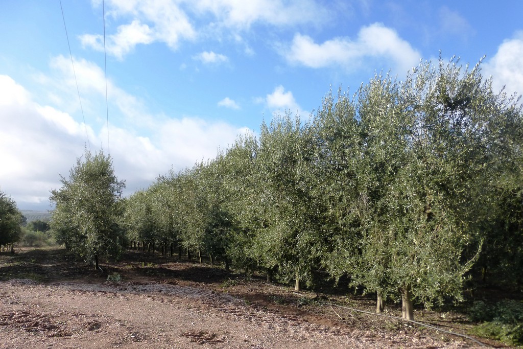 Farm