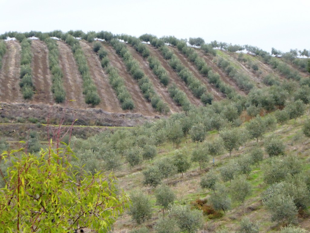 Farm