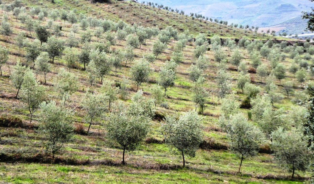 Farm
