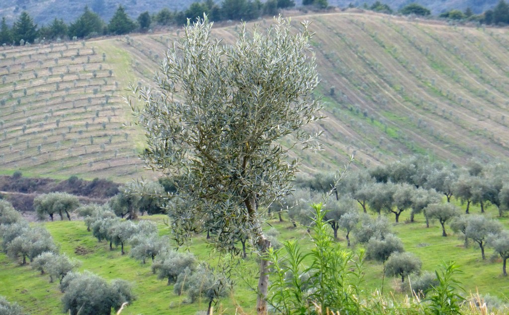 Farm