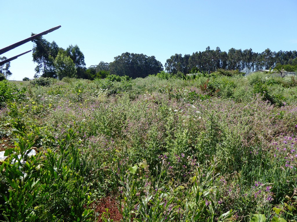 Land plot for high construction