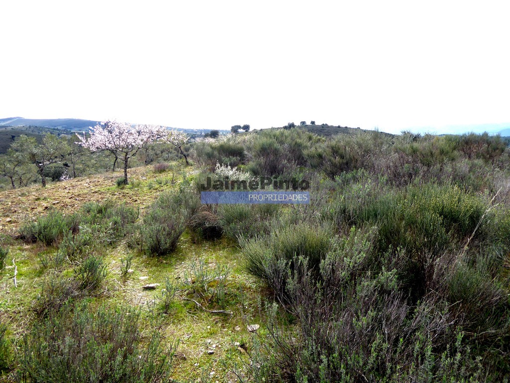 Agricultural land