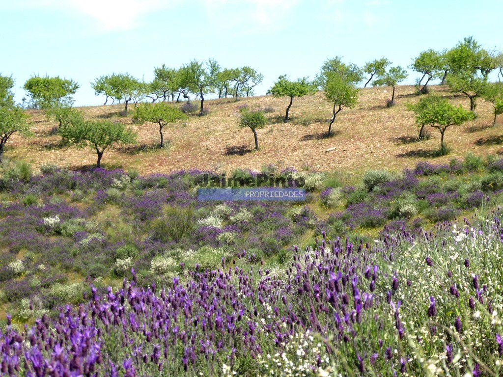 Small Farm