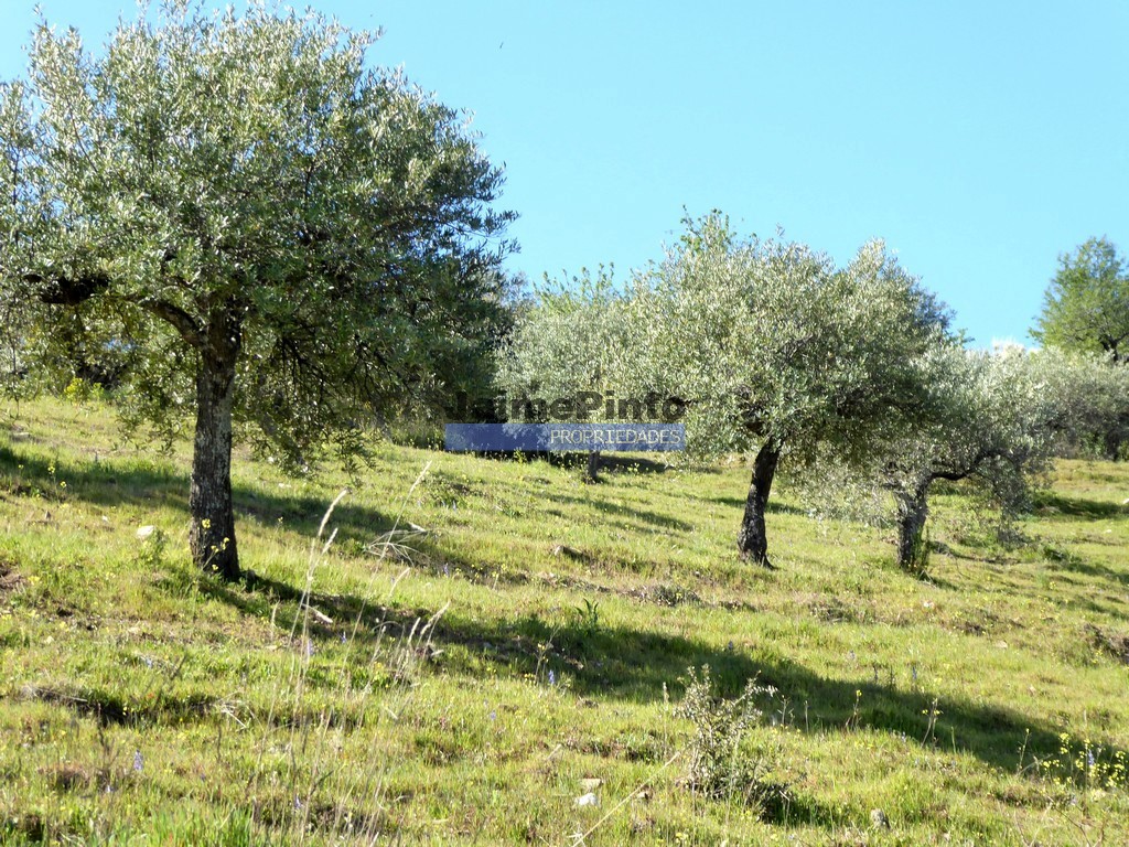 Farm