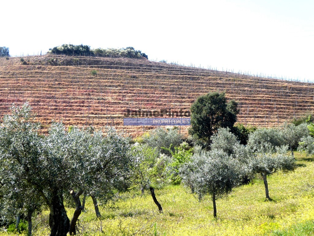 Farm