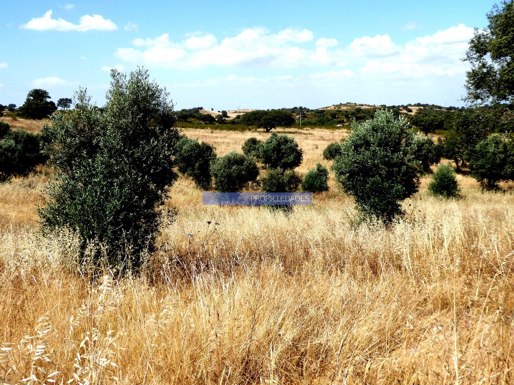 Agricultural land