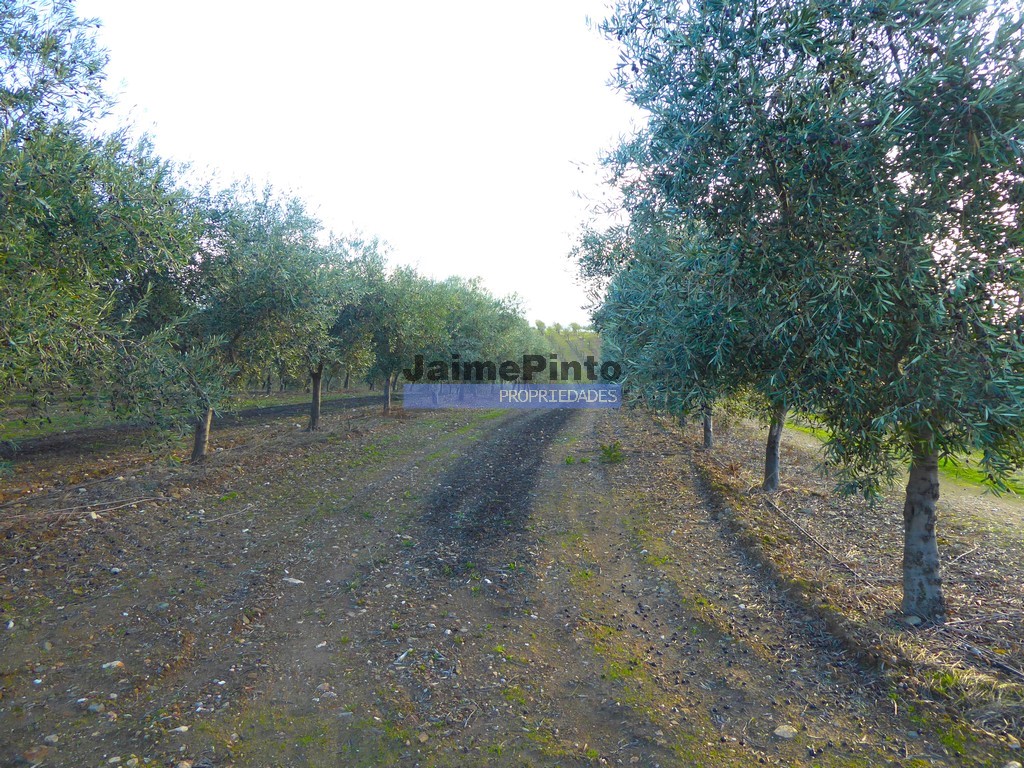 Farm