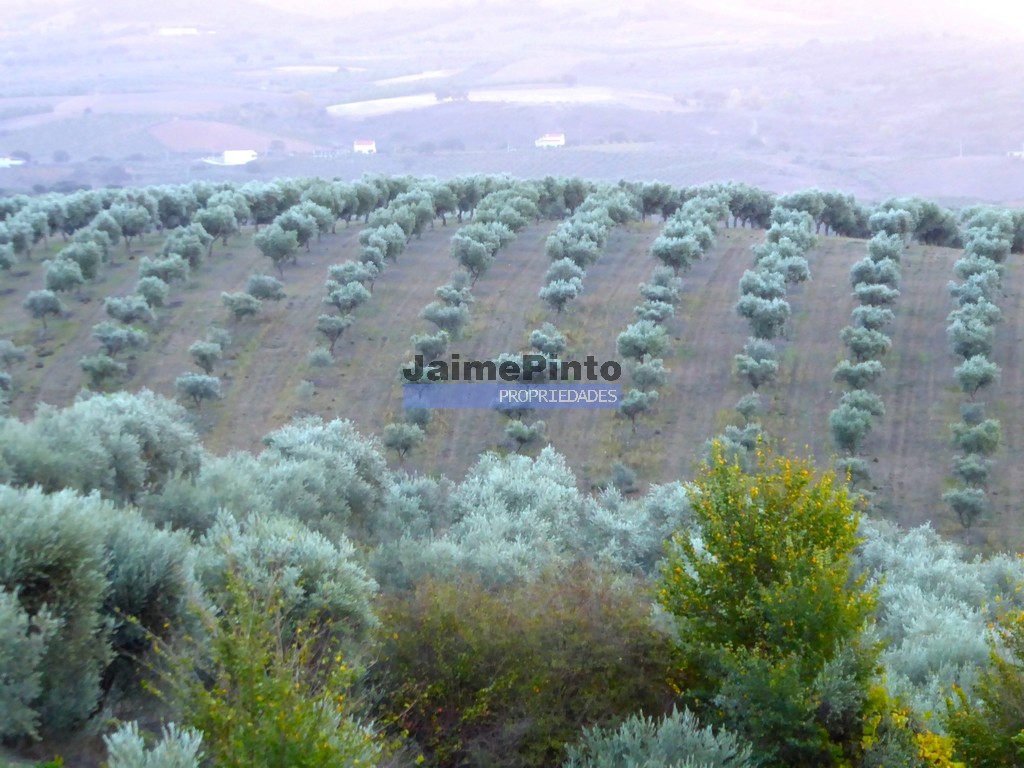 Farm
