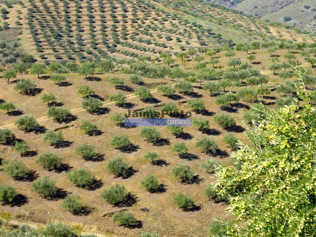 Farm