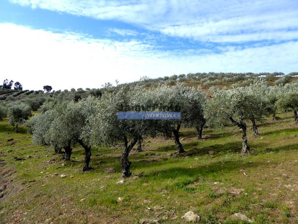 Agricultural land