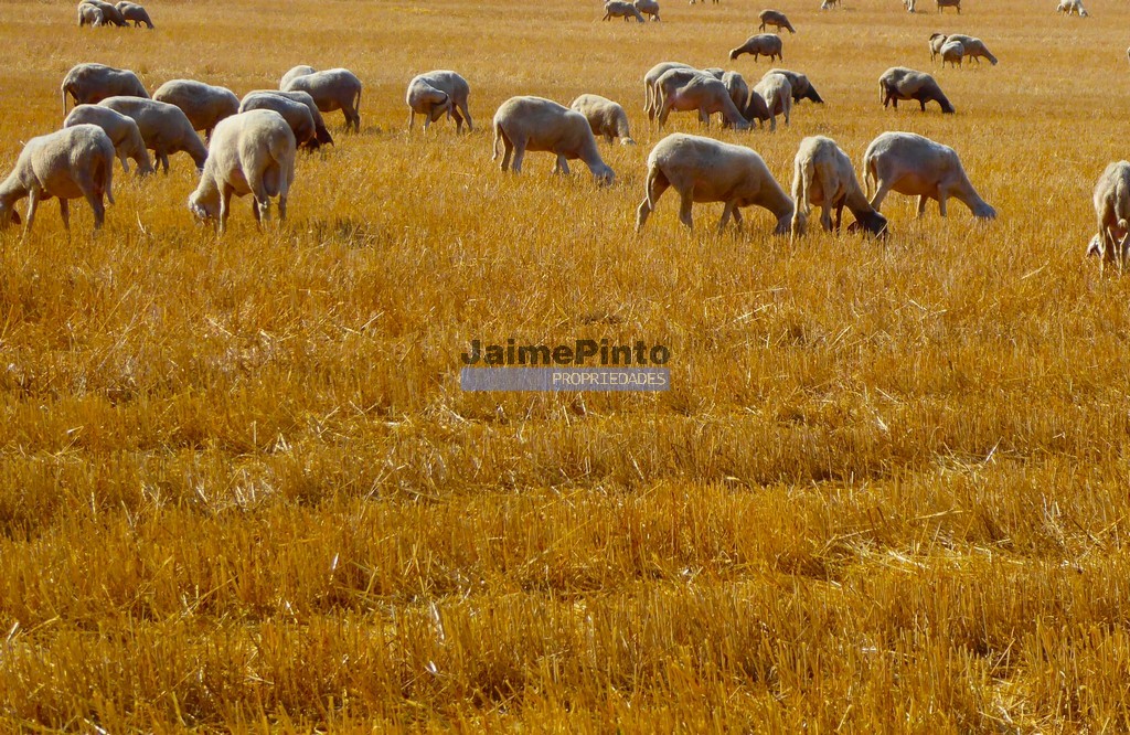 Farm