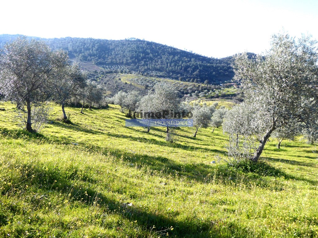 Farm
