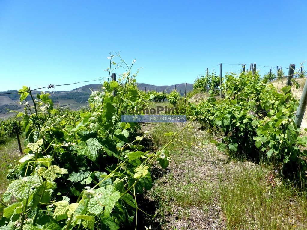 Agricultural land
