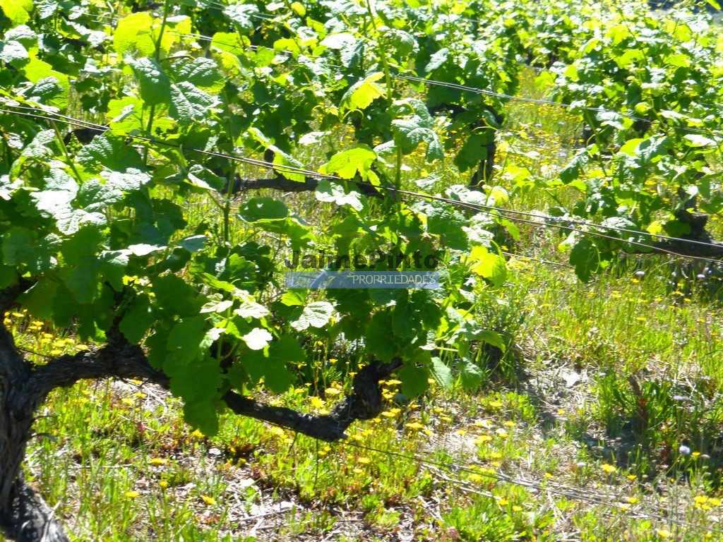 Agricultural land