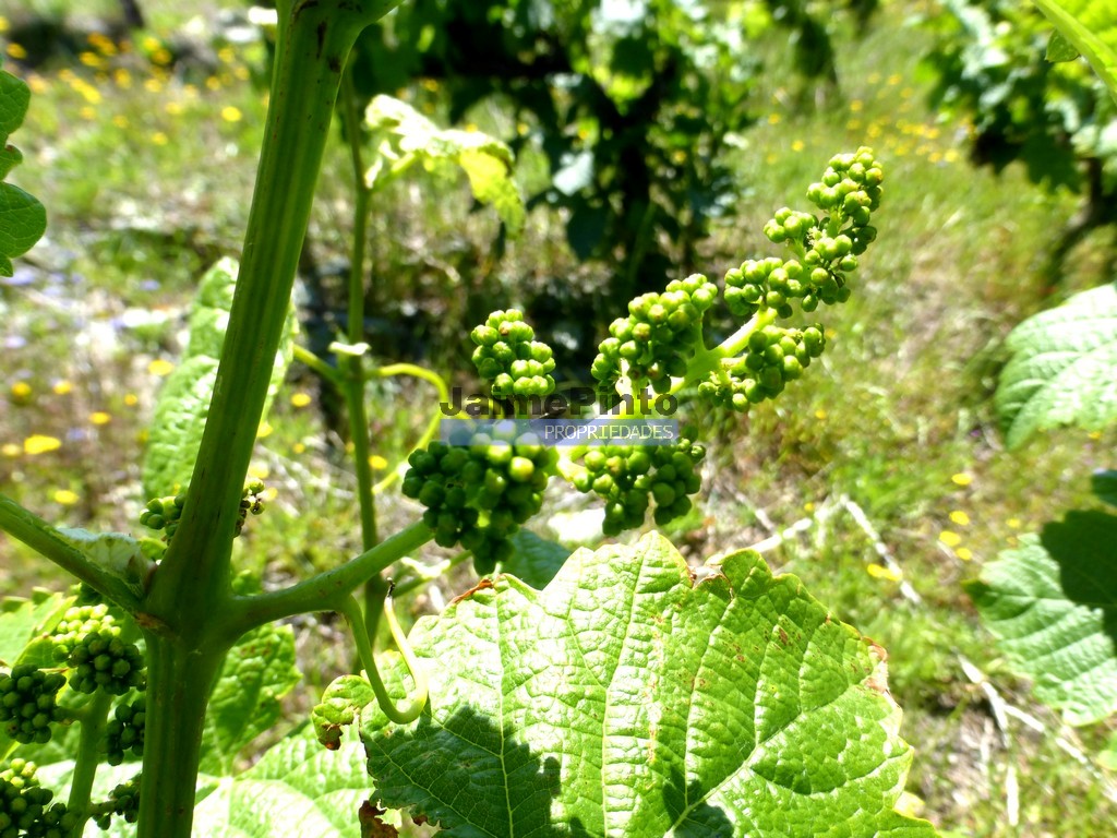 Agricultural land