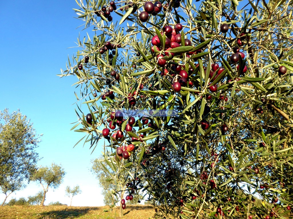 Agricultural land