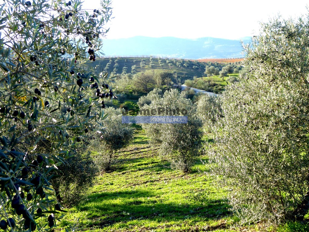 Agricultural land