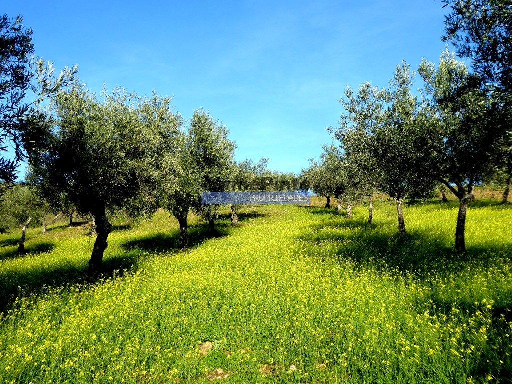 Agricultural land