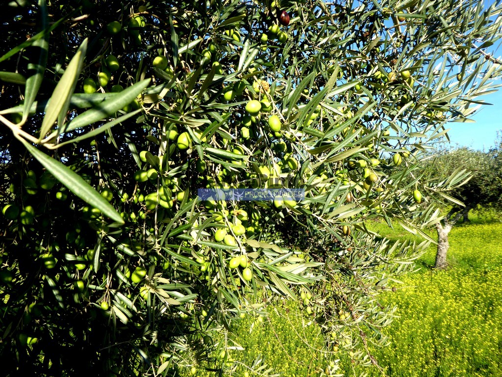 Agricultural land