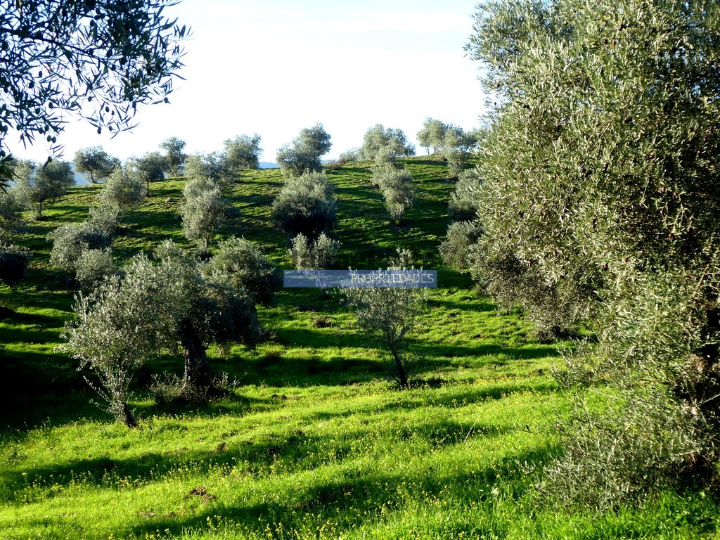 Agricultural land