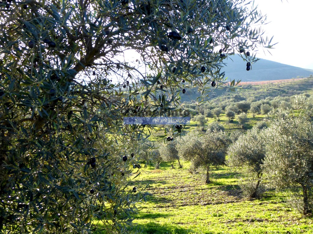 Agricultural land
