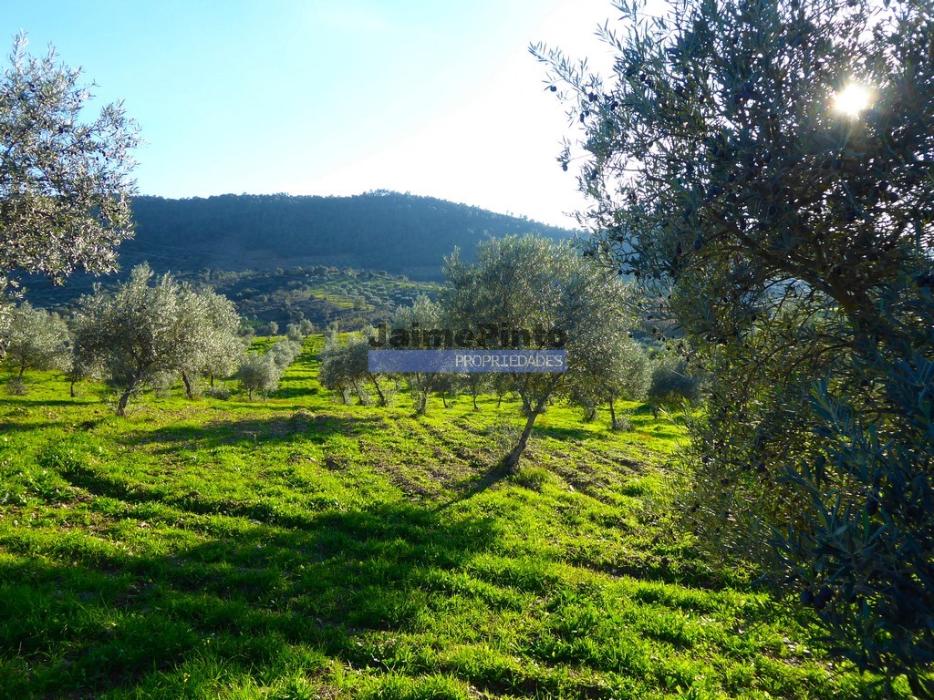 Agricultural land