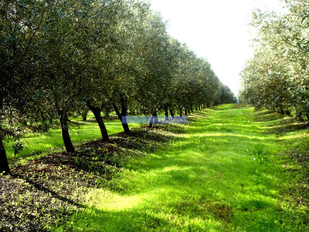 Farm