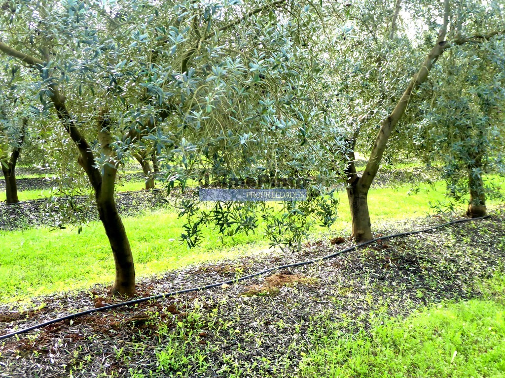 Farm
