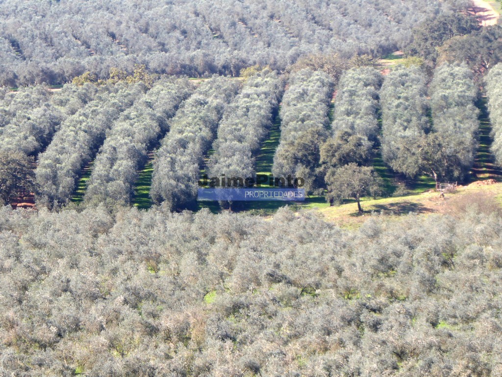 Farm