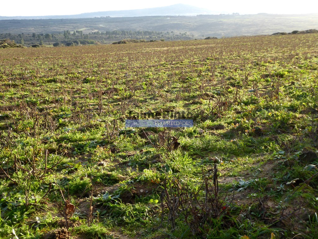 Agricultural land