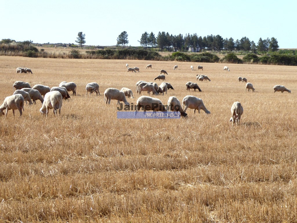 Small Farm