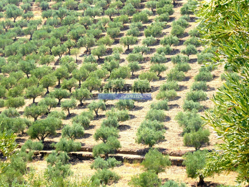 Farm