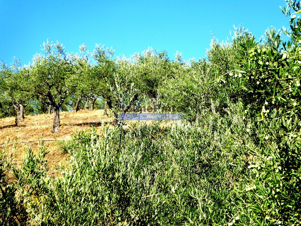 Agricultural land