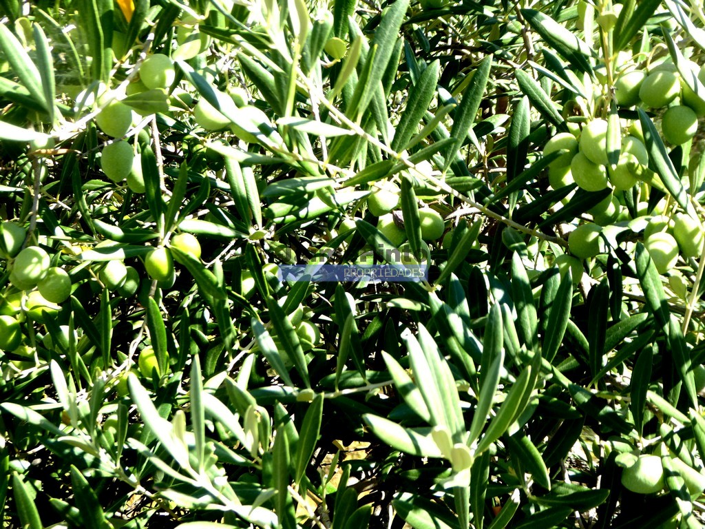 Agricultural land