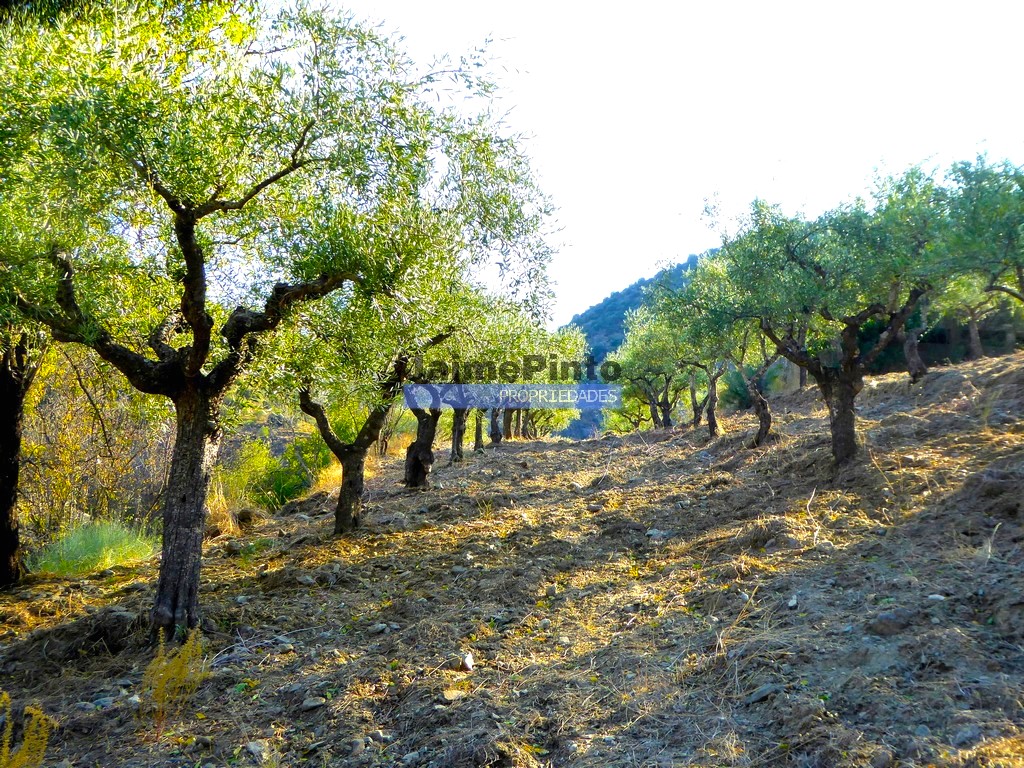 Farm