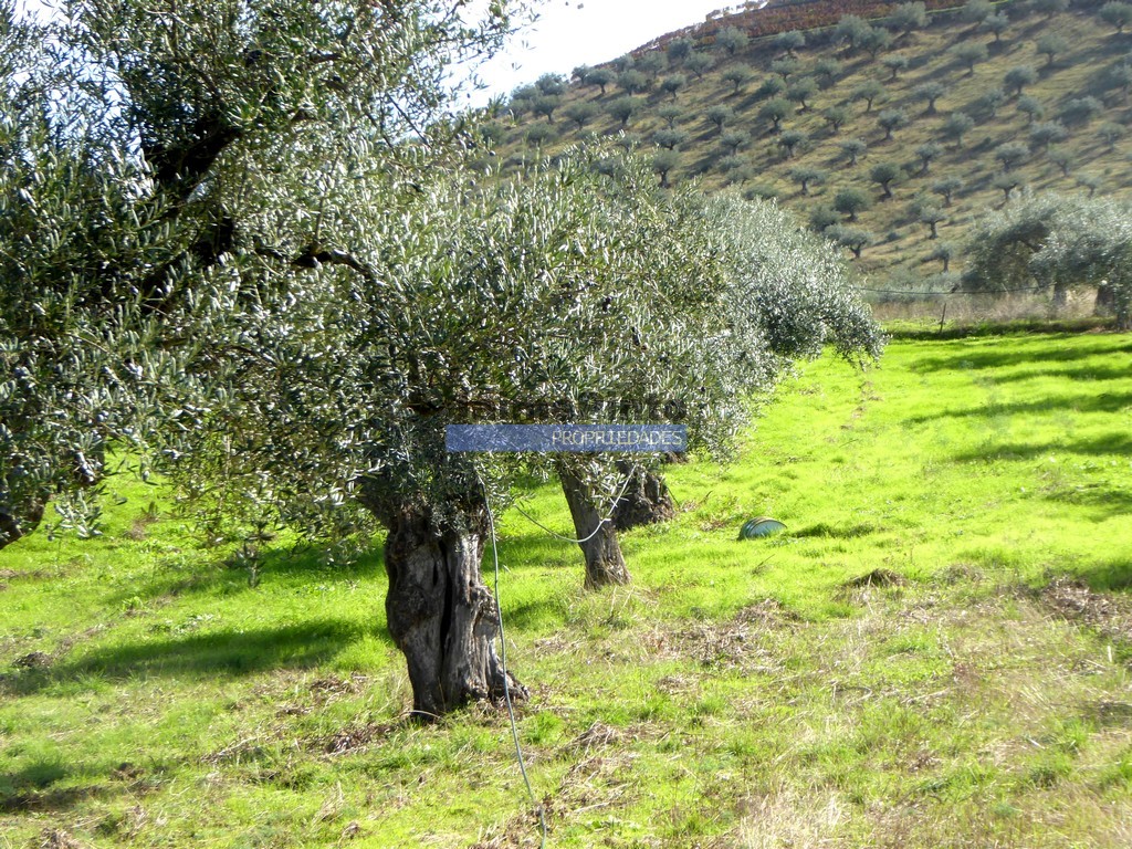 Farm