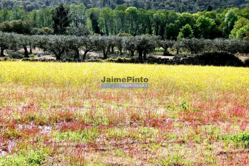 Farm