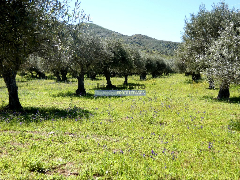 Farm