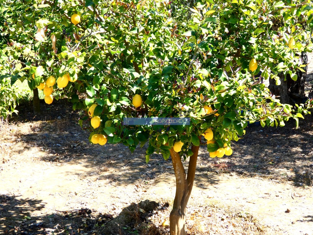 Farm